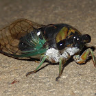 Cicada