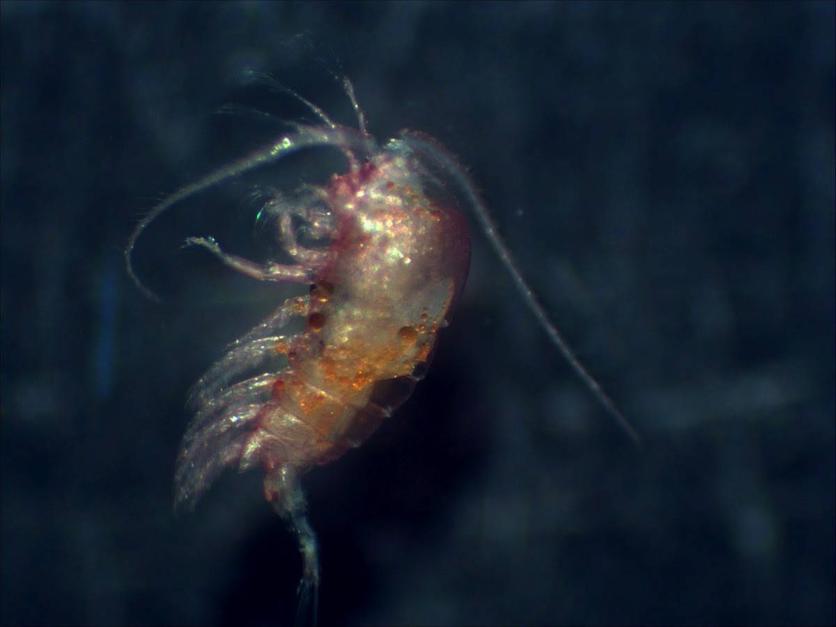 Copepod