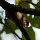 Forest dormouse