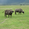 Búfalo cafre. African buffalo