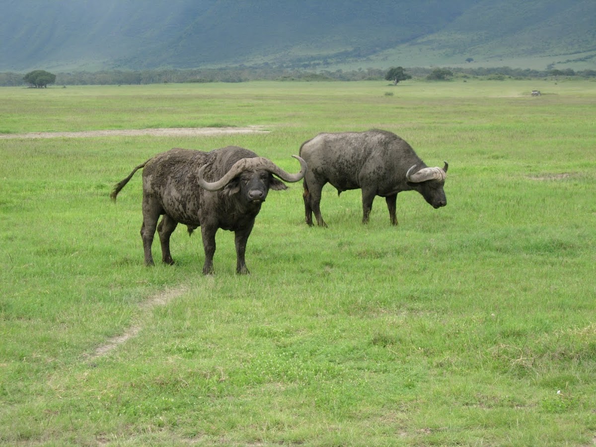Búfalo cafre. African buffalo
