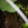Eastern cottontail(Infant)