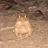 Sapo - Toad