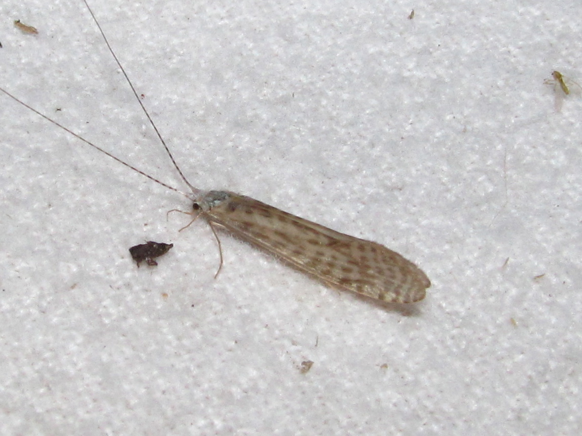Leptocerid Caddisfly