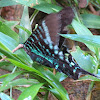Swallowtail moth