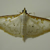 White Snout Moth