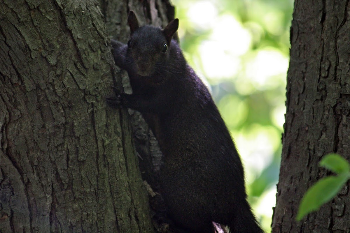 Eastern Gray Squirrel (black)