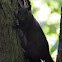 Eastern Gray Squirrel (black)