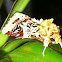 Lily Caterpillar Moth or Crinum Moth