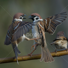 passer vs passer by Dragomir Taborin - Animals Birds