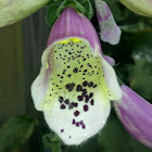 Foxglove