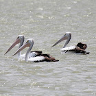 Australian Pelicans