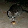 American toad