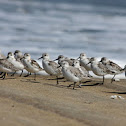 Sanderling