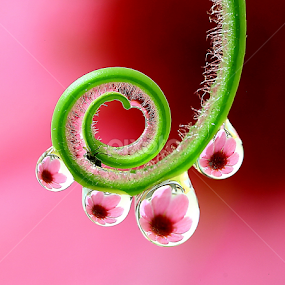 by Wahyudi Barasila - Nature Up Close Natural Waterdrops