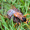 Australian Cicada Killer Wasp
