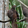 Brown Cuckoo-Dove