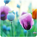 3D Poppy Flower (PRO) logo