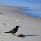 Boat-Tailed Grackle