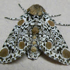 Harris's Three-spot Moth