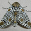 Harris's Three-spot Moth