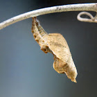 Gulf fritillary chrysalis