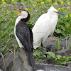 Little Pied Cormorant & Little Egret