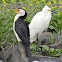 Little Pied Cormorant & Little Egret