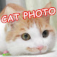 CATS PHOTO SLIDESHOW APK