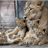 India Lions Family ! by Renos Hadjikyriacou -  
