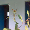 An unknown Spider