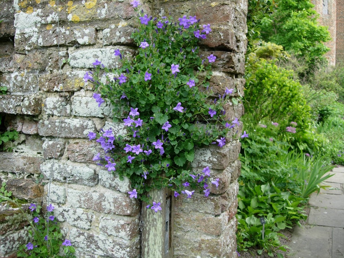 Campanilla de muros. Wall bellflower