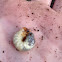 Beetle larva
