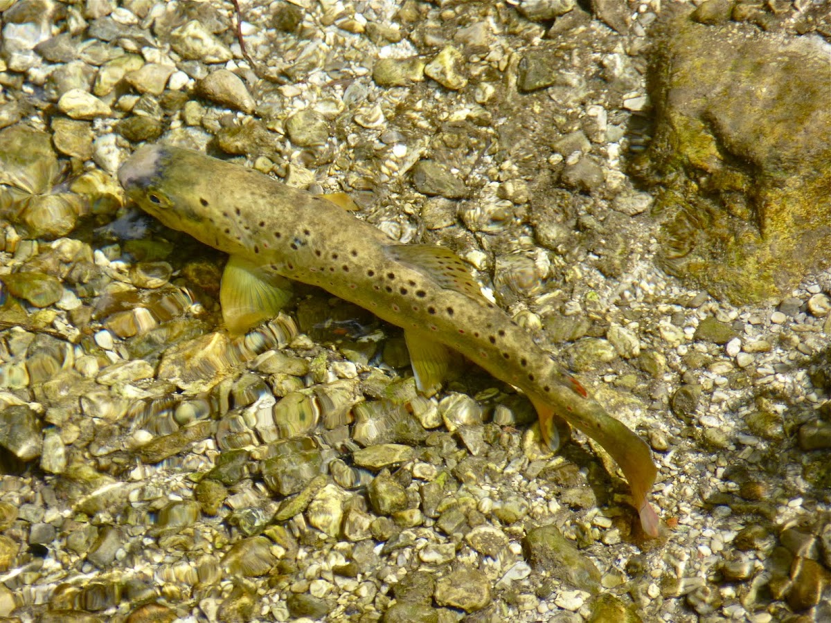 rainbow trout 