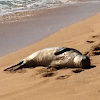 Hawaiian Monk Seal