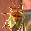 Mattiphus Shield Bug