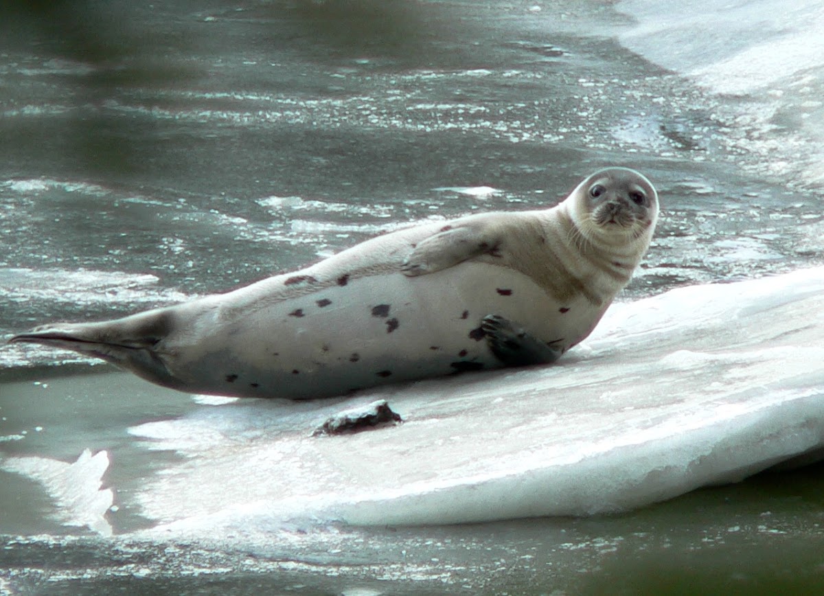 Harp Seal