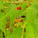 Flag Footed Bug