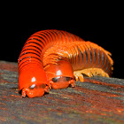 Red Millipedes