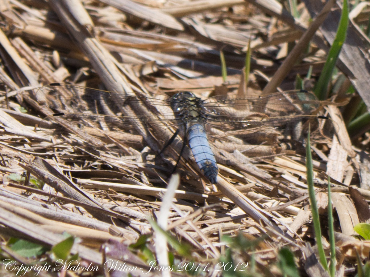 Black-tailed Skimmer