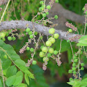 Indian Gooseberry