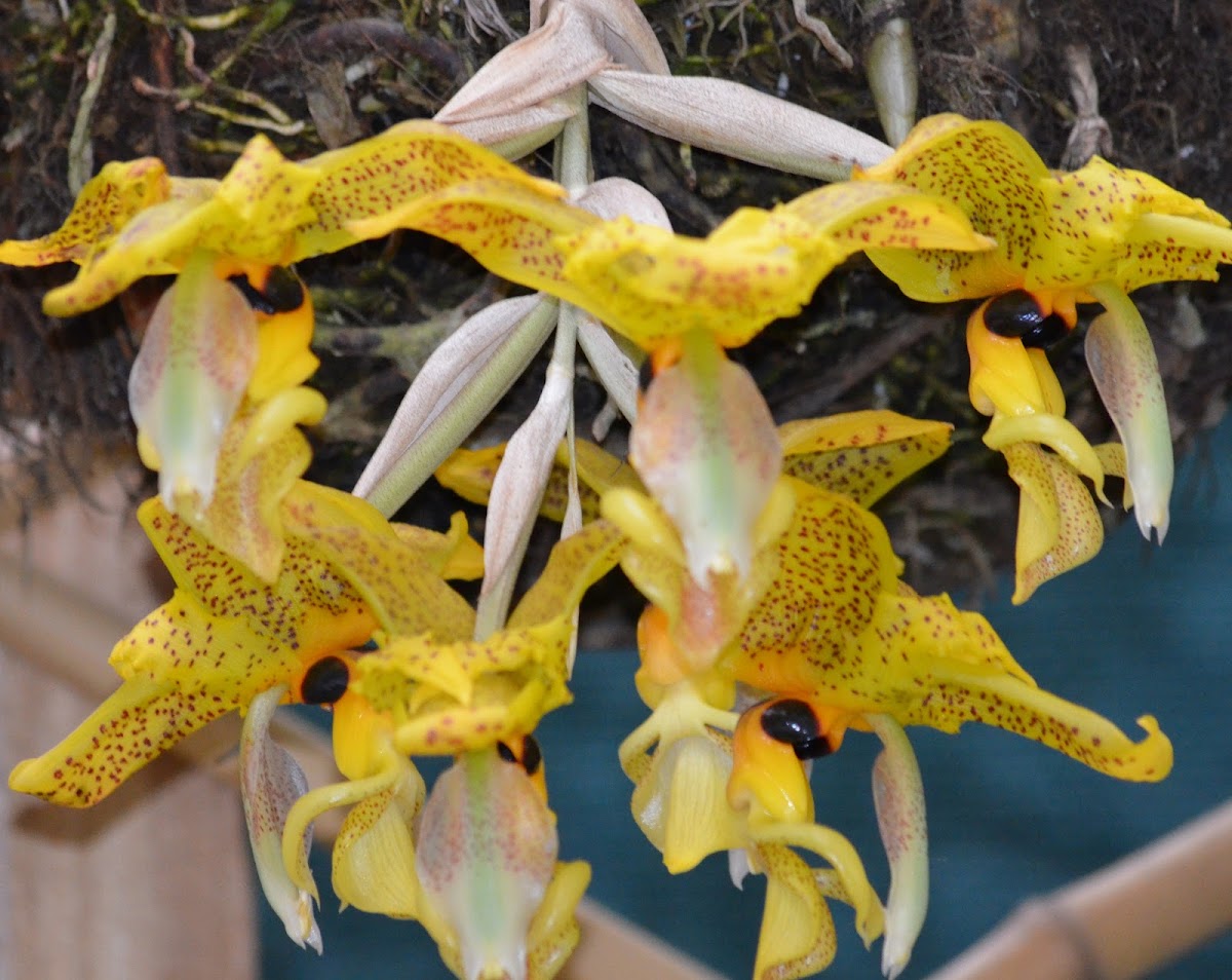 Orquídea torito