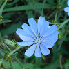 Common chicory (Ραδίκι)