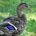 female mallard duck