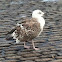 Herring gull (first winter plumage)