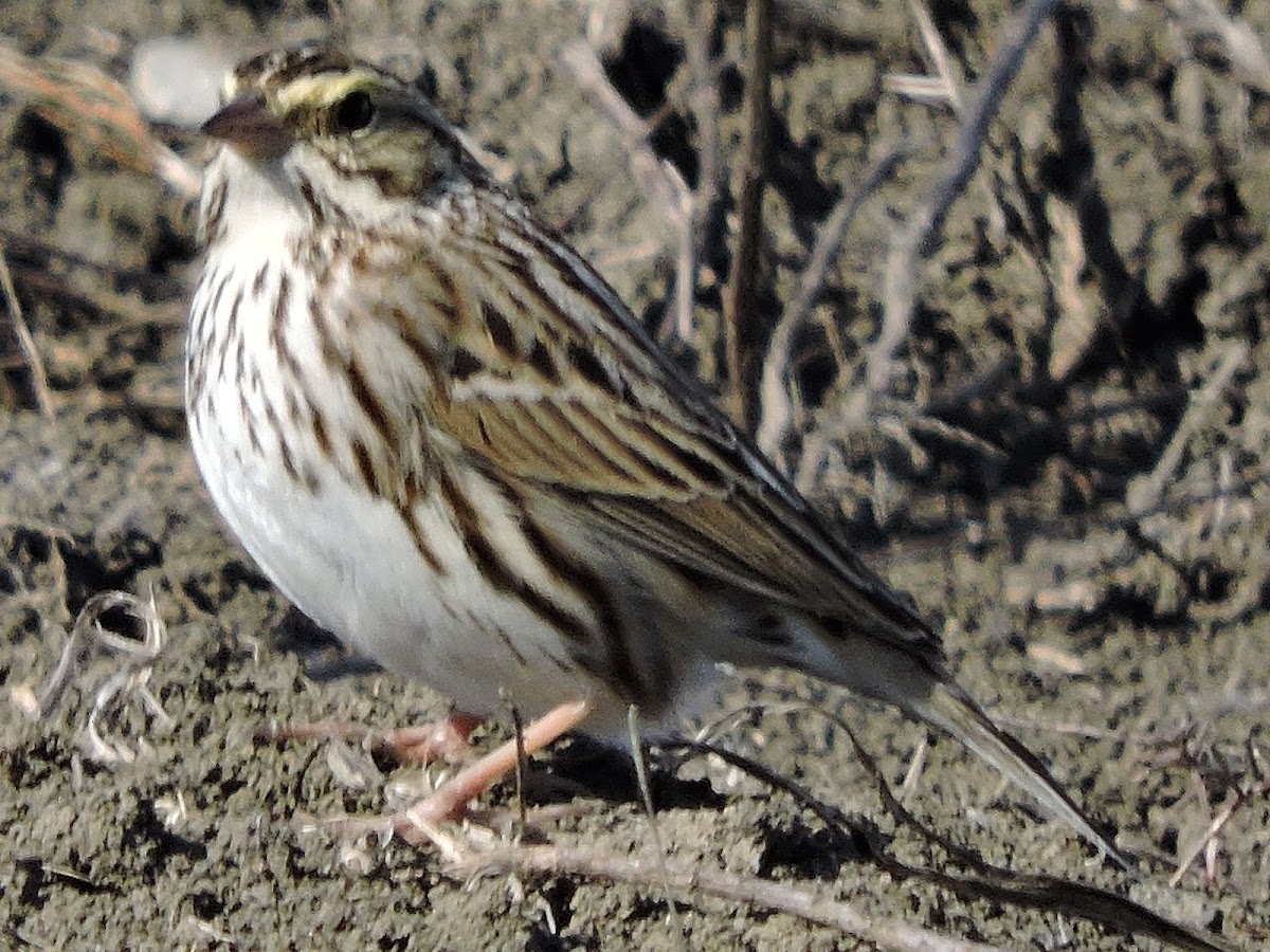 Savannah Sparrow