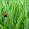 Seven-spot ladybug