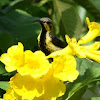Purple sunbird (non-breeding male)  / Oodha Pitta Thenchittu (ஊதா பிட்ட தேன்சிட்டு)  