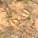 Tracks of white-tailed deer