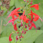 Lady in Red Salvia
